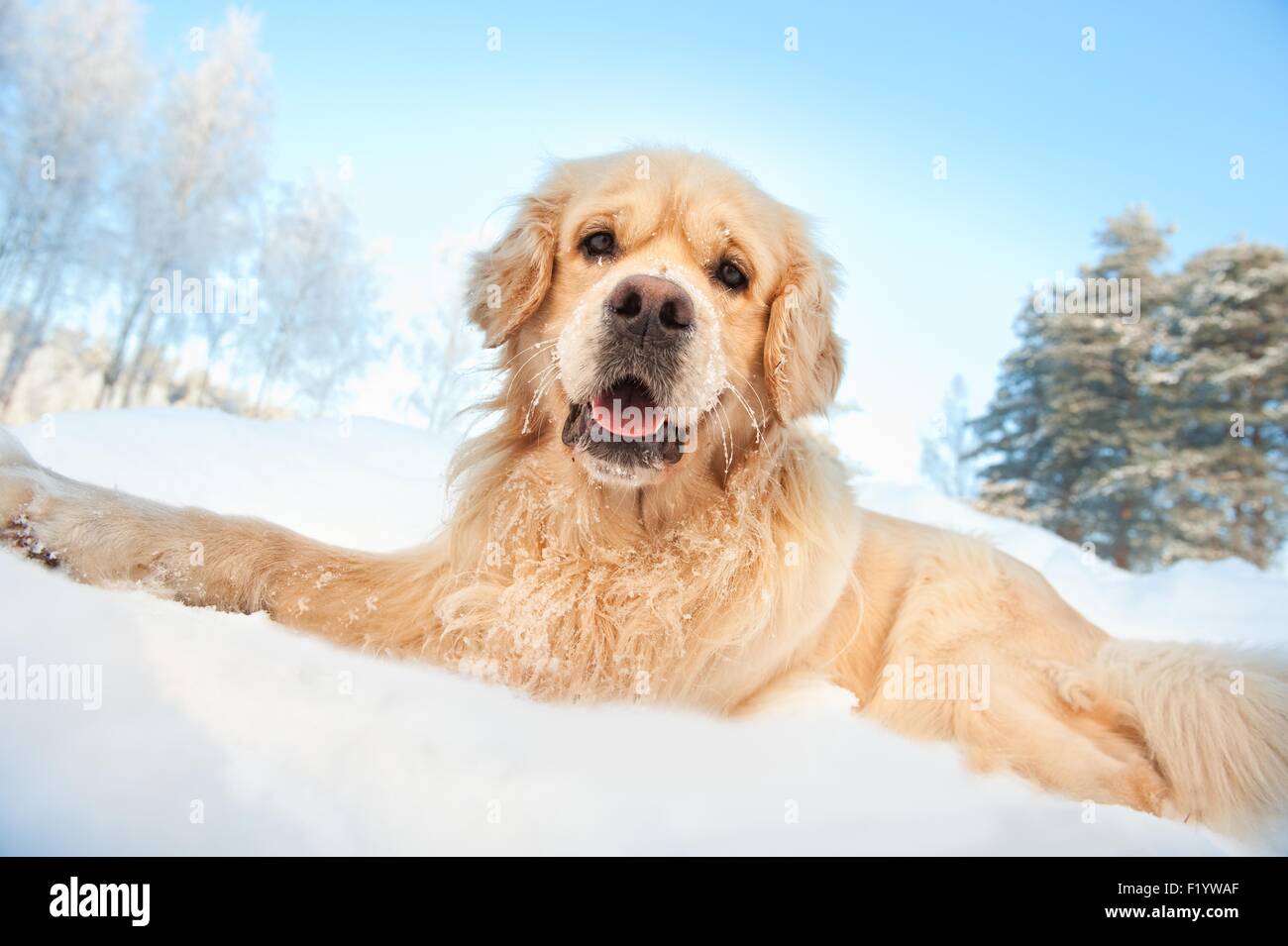 Lovely golden retriever playing in the snow Stock Photo - Alamy