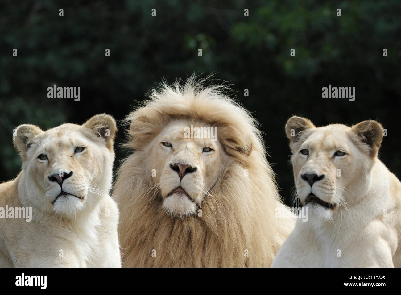 Male white lion hi-res stock photography and images - Alamy