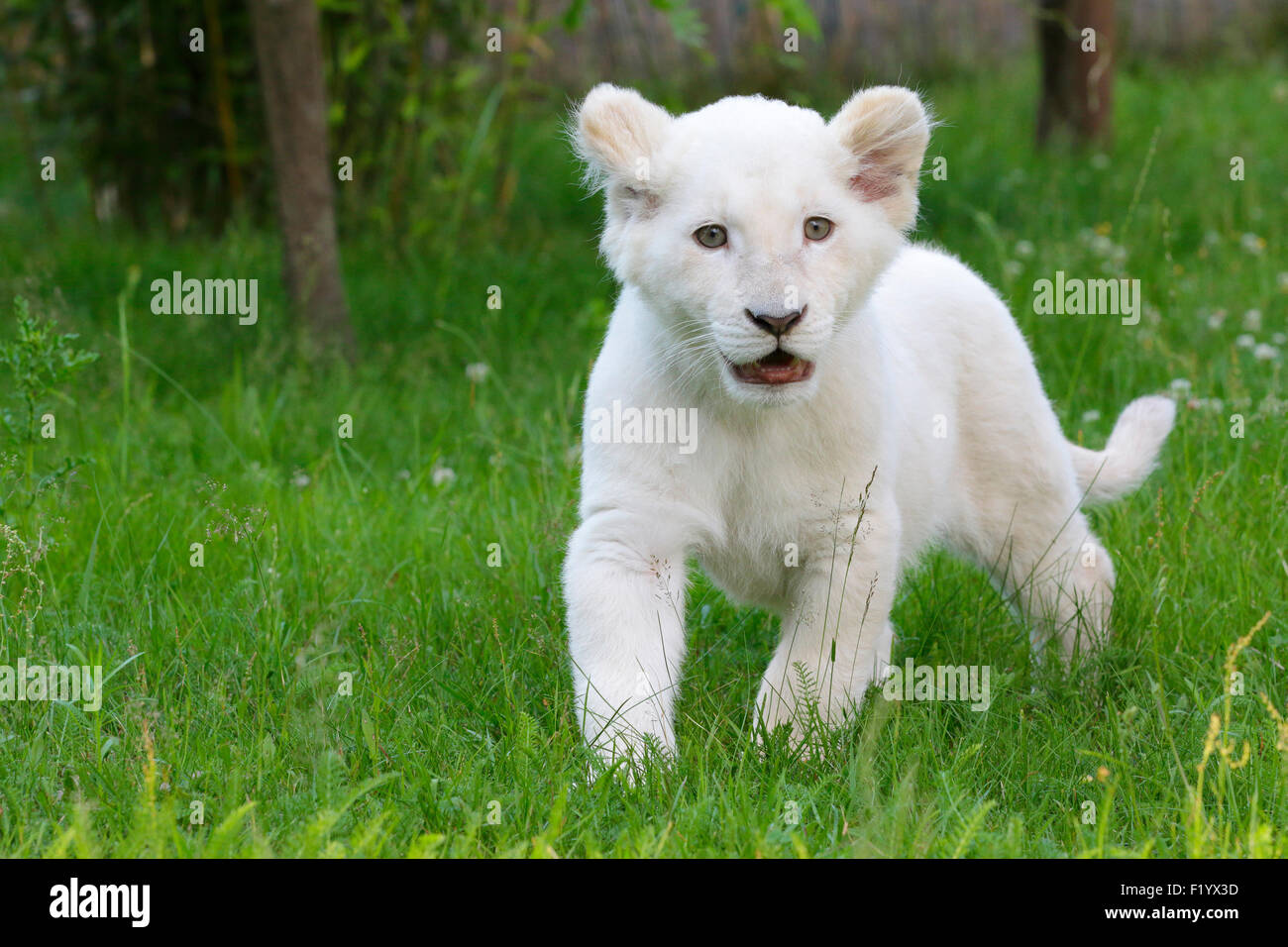 White Lion (Panthera leo) Cub walking meadow Stukenbrock Safari Park Germany Stock Photo