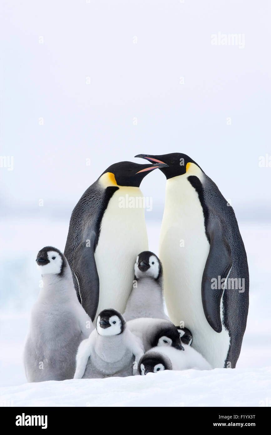 Emperor penguin breeding colony hi-res stock photography and images - Alamy