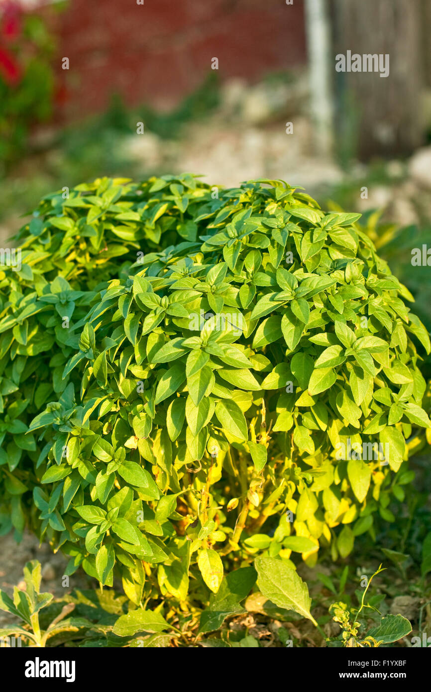 Basil plant in a garden Stock Photo Alamy