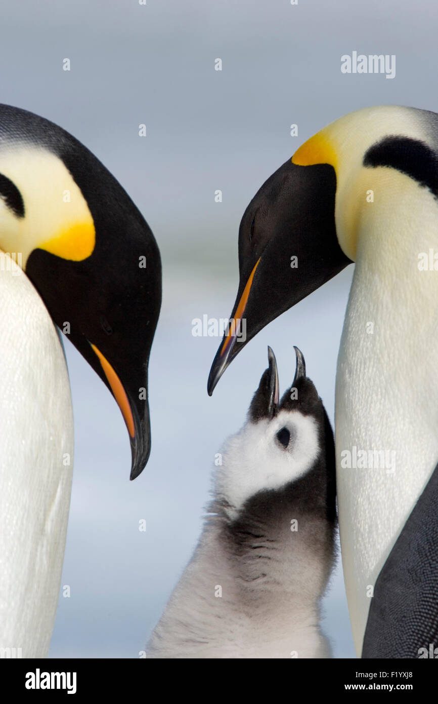 Emperor Penguin (Aptenodytes forsteri) Parent birds chick Snow Hill Island Antarctica Stock Photo
