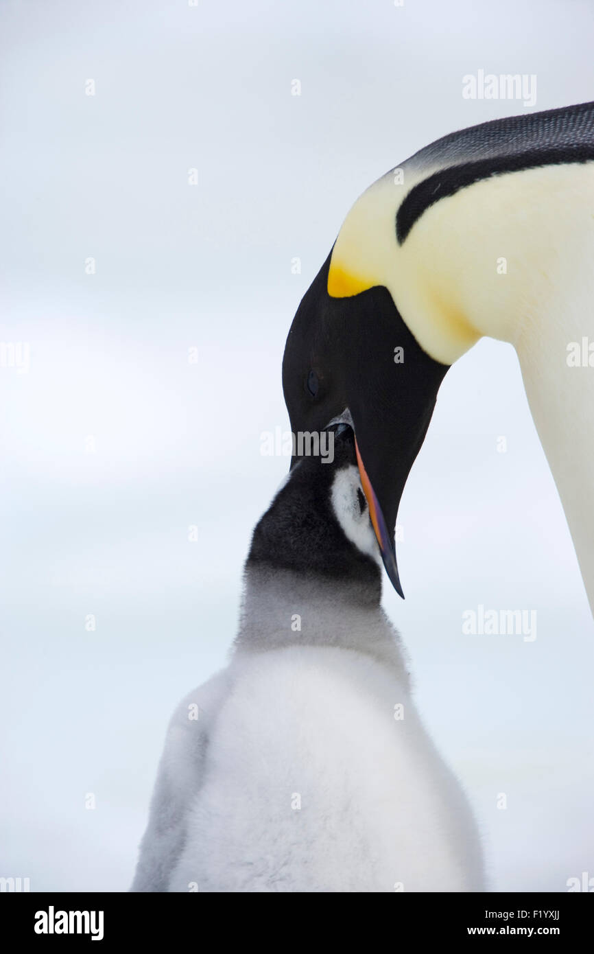 Emperor penguin eating snow hi-res stock photography and images - Alamy