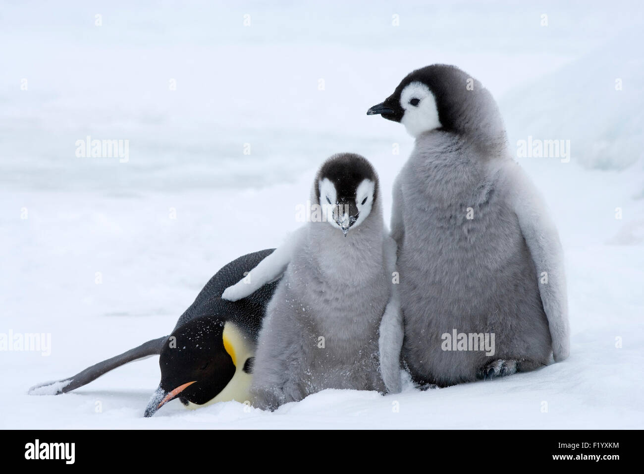 Emperor Penguin (Aptenodytes forsteri) Adult and two chicks ice Snow Hill Island Antarctica Stock Photo