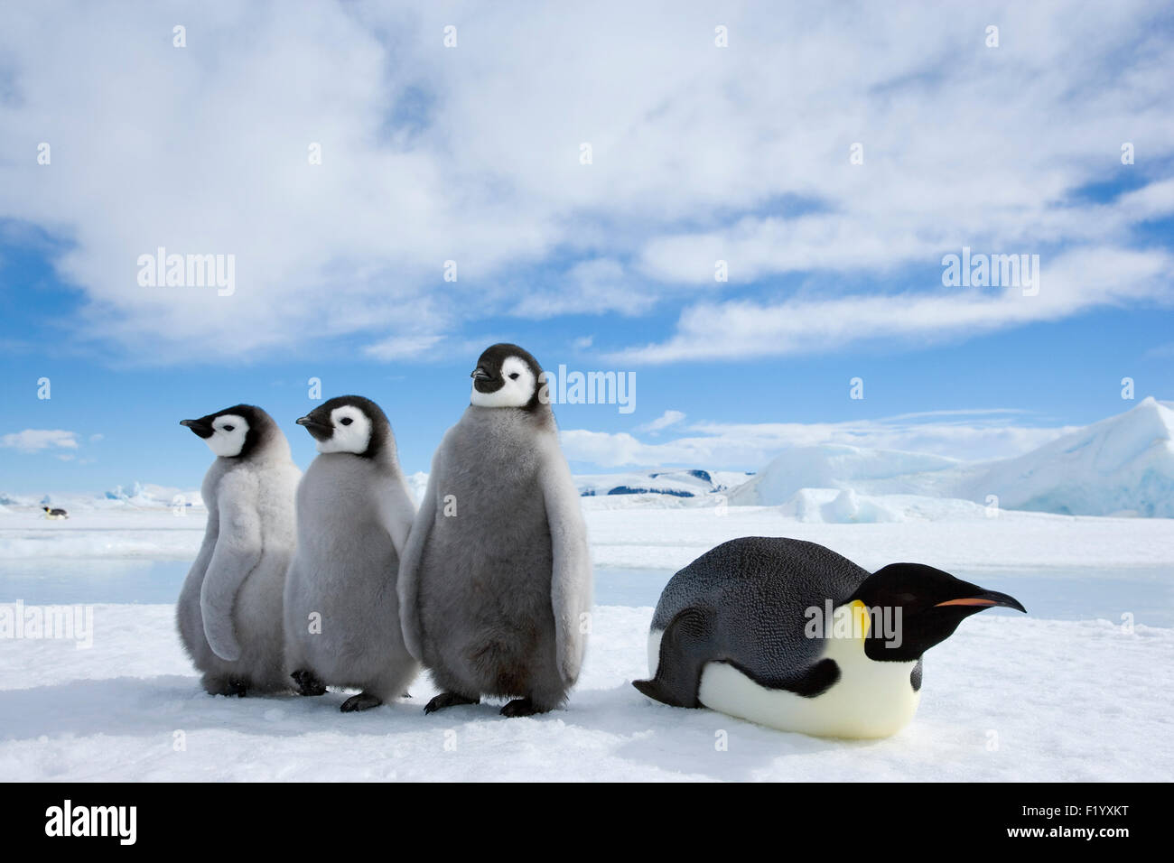 Охотятся ли медведи на пингвинов окружающий мир. Императорский Пингвин Aptenodytes forsteri. Северный Пингвин. Белый Пингвин. Белый медведь и Пингвин.