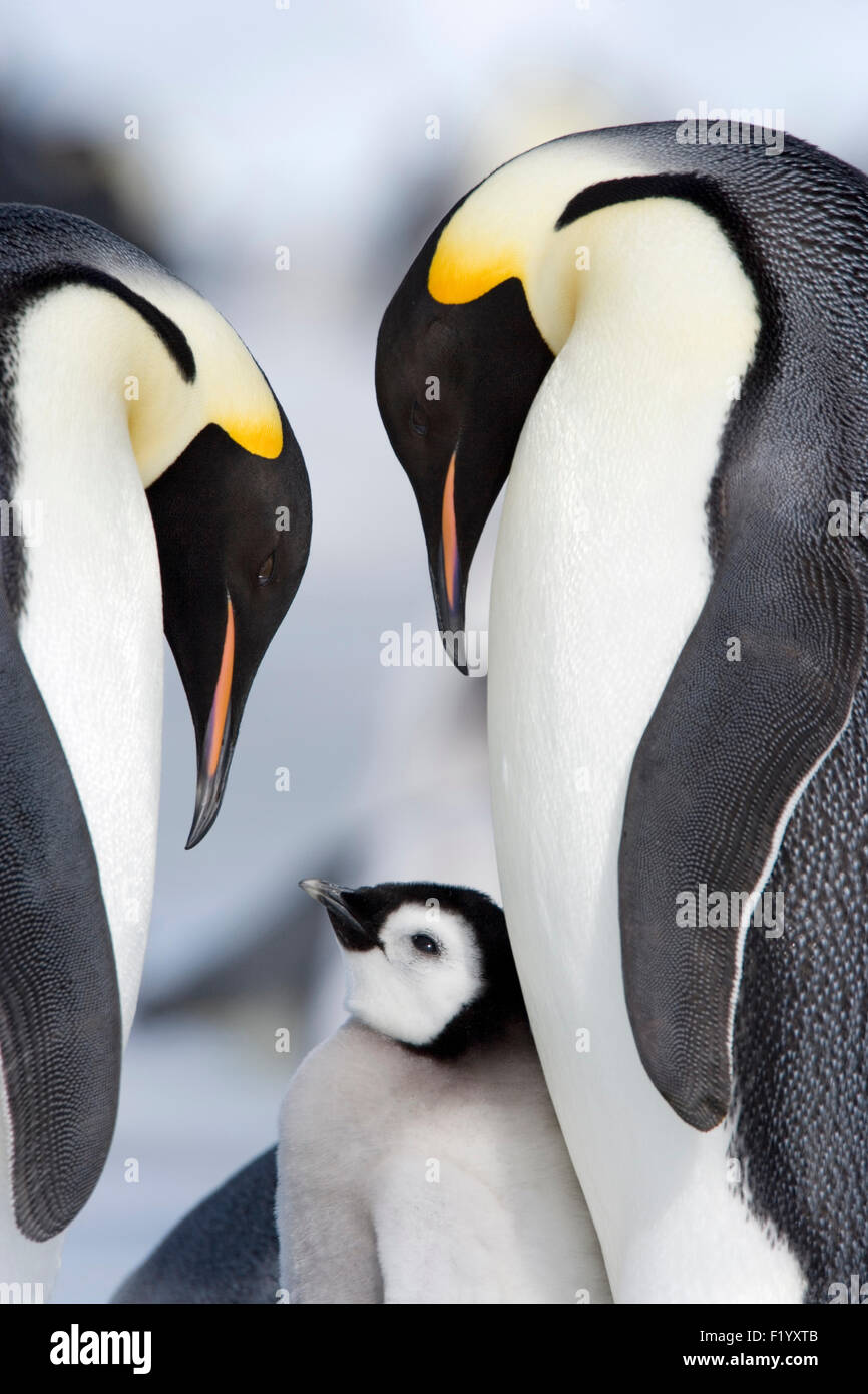 Emperor Penguin (Aptenodytes forsteri) Parent birds chick Snow Hill Island Antarctica Stock Photo