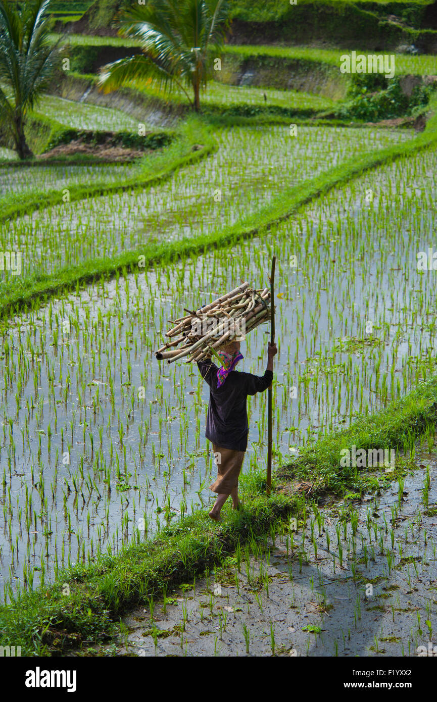 Rice Paddies Asia High Resolution Stock Photography and Images Alamy
