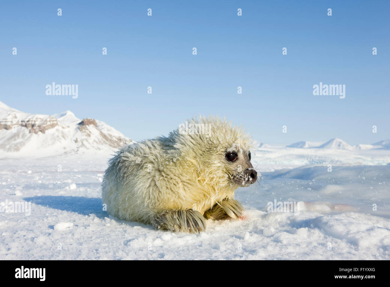 Ringed Seal (Pusa hispida Phoca hispida). Pup lying ice Svalbard Stock Photo