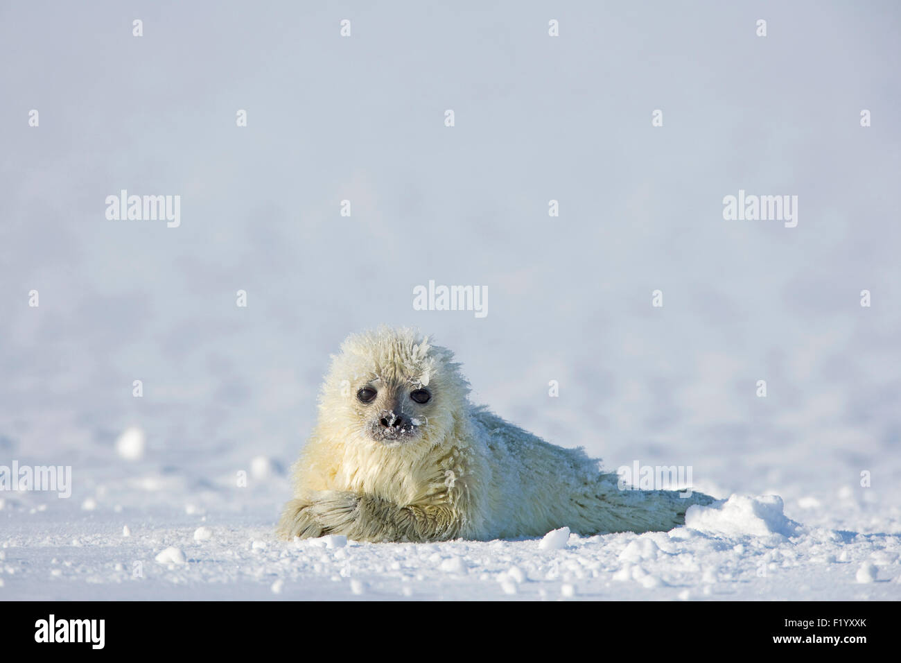 Ringed Seal (Pusa hispida, Phoca hispida) Pup lying on ice Svalbard Stock Photo