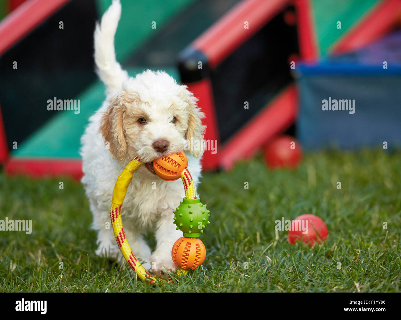 Lagotto Romagnolo Puppy fetching toy Germany Stock Photo