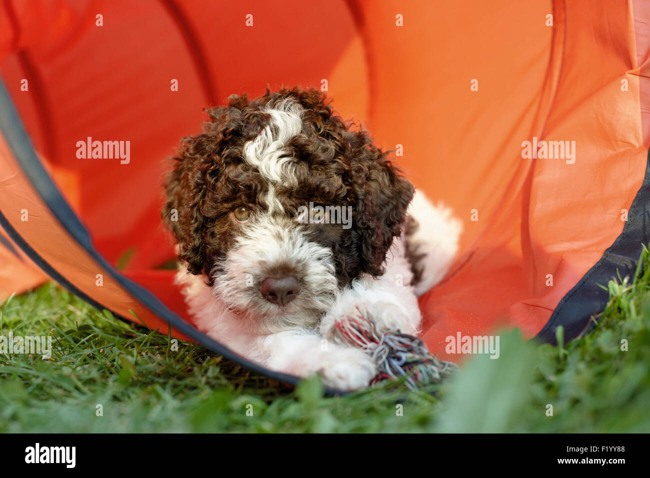 Lagotto Romagnolo Puppy lying tunnel Germany Stock Photo