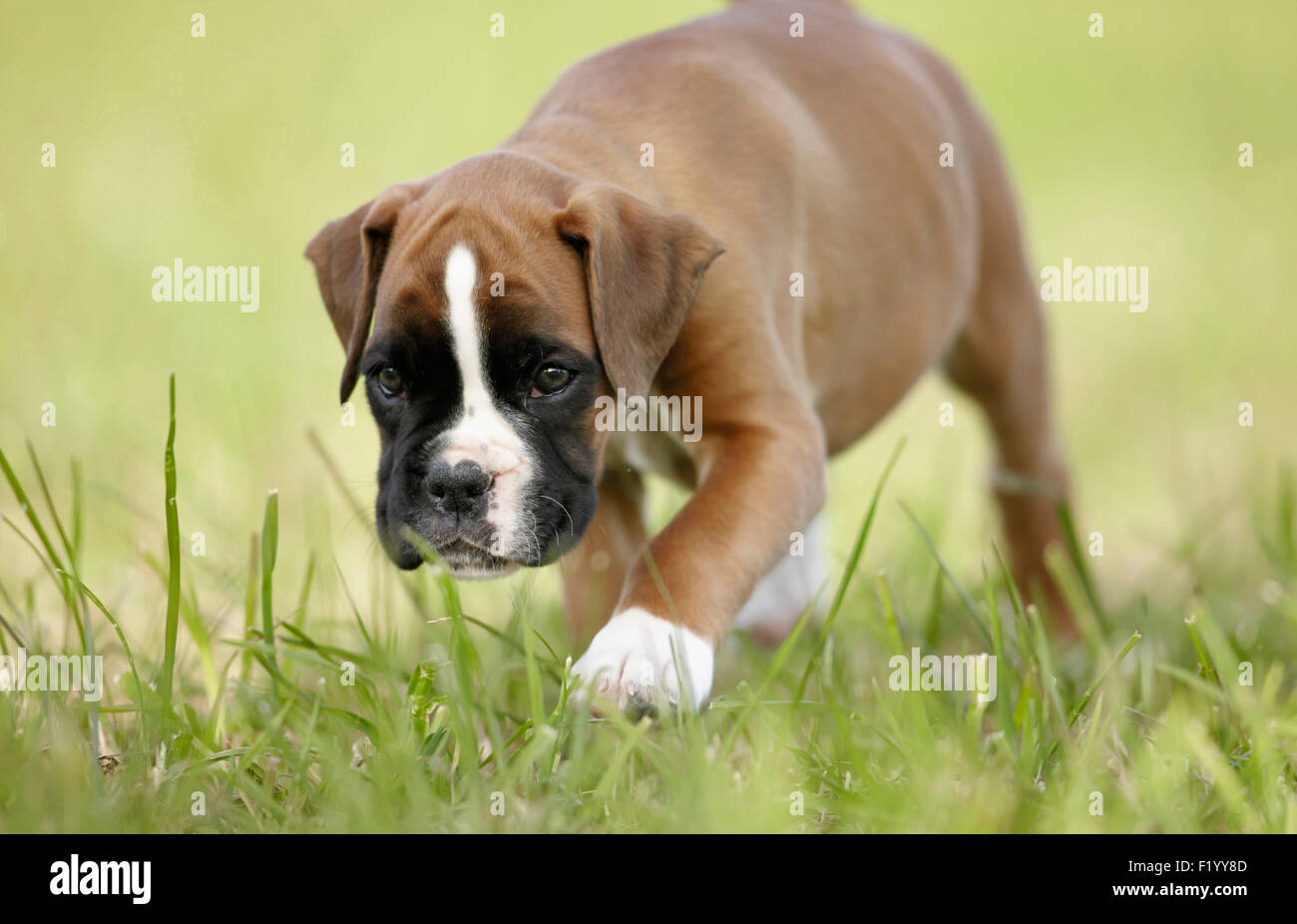 Boxer Puppy walking lawn Germany Stock Photo