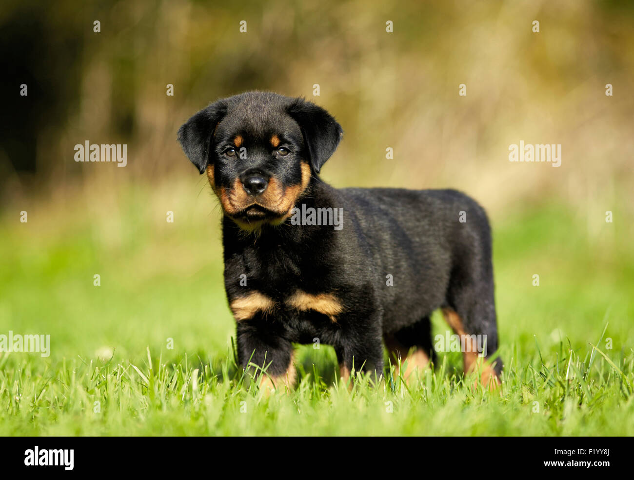 Rottweiler. Puppy standing on a lawn Germany Stock Photo