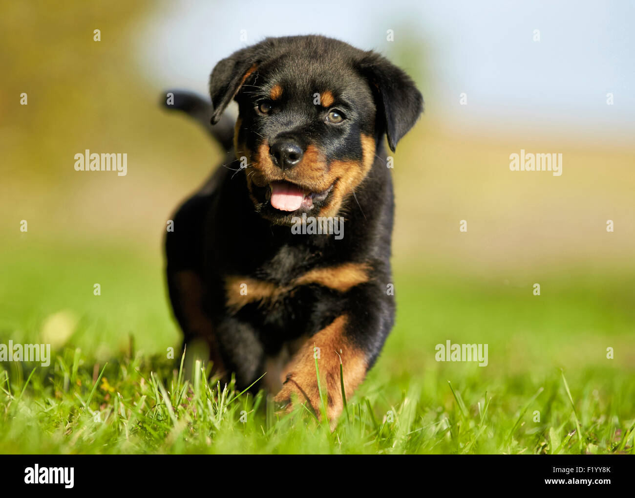 How Long Can You Walk A Rottweiler Puppy