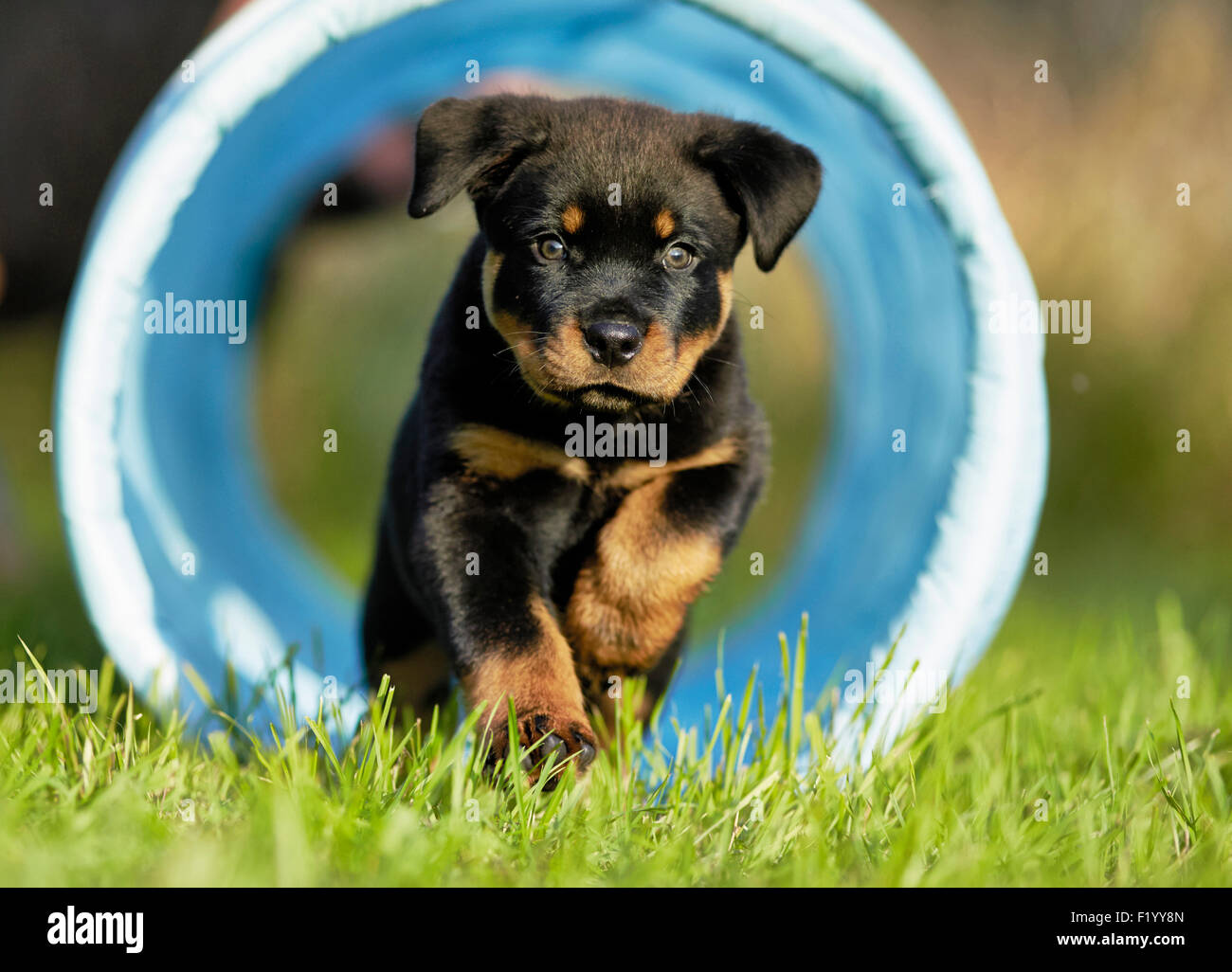 Rottweiler Puppy running through blue tunnel Germany Stock Photo