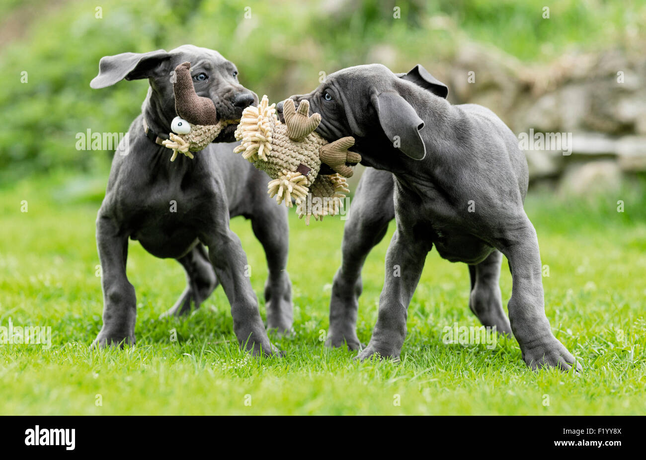 Great Dane Two puppies pulling at plush toy Germany Stock Photo