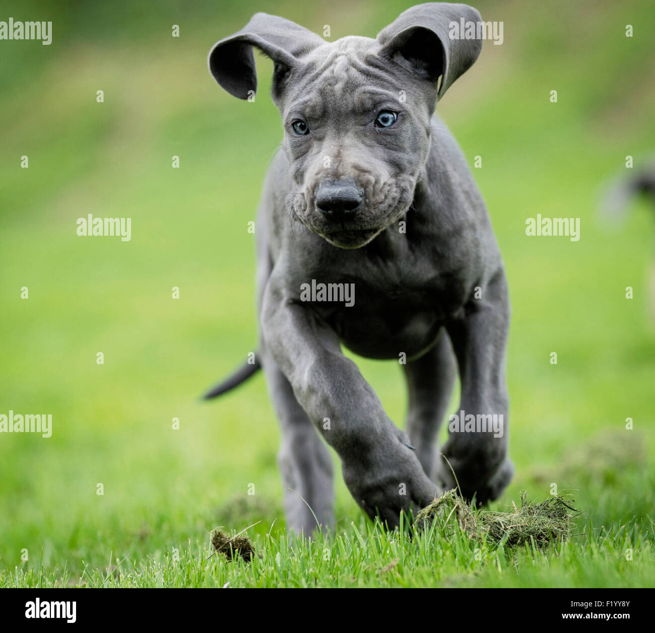 Great Dane Puppy running lawn Germany Stock Photo