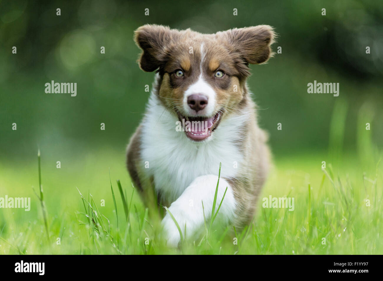 Australian Shepherd Puppy running grass Germany Stock Photo