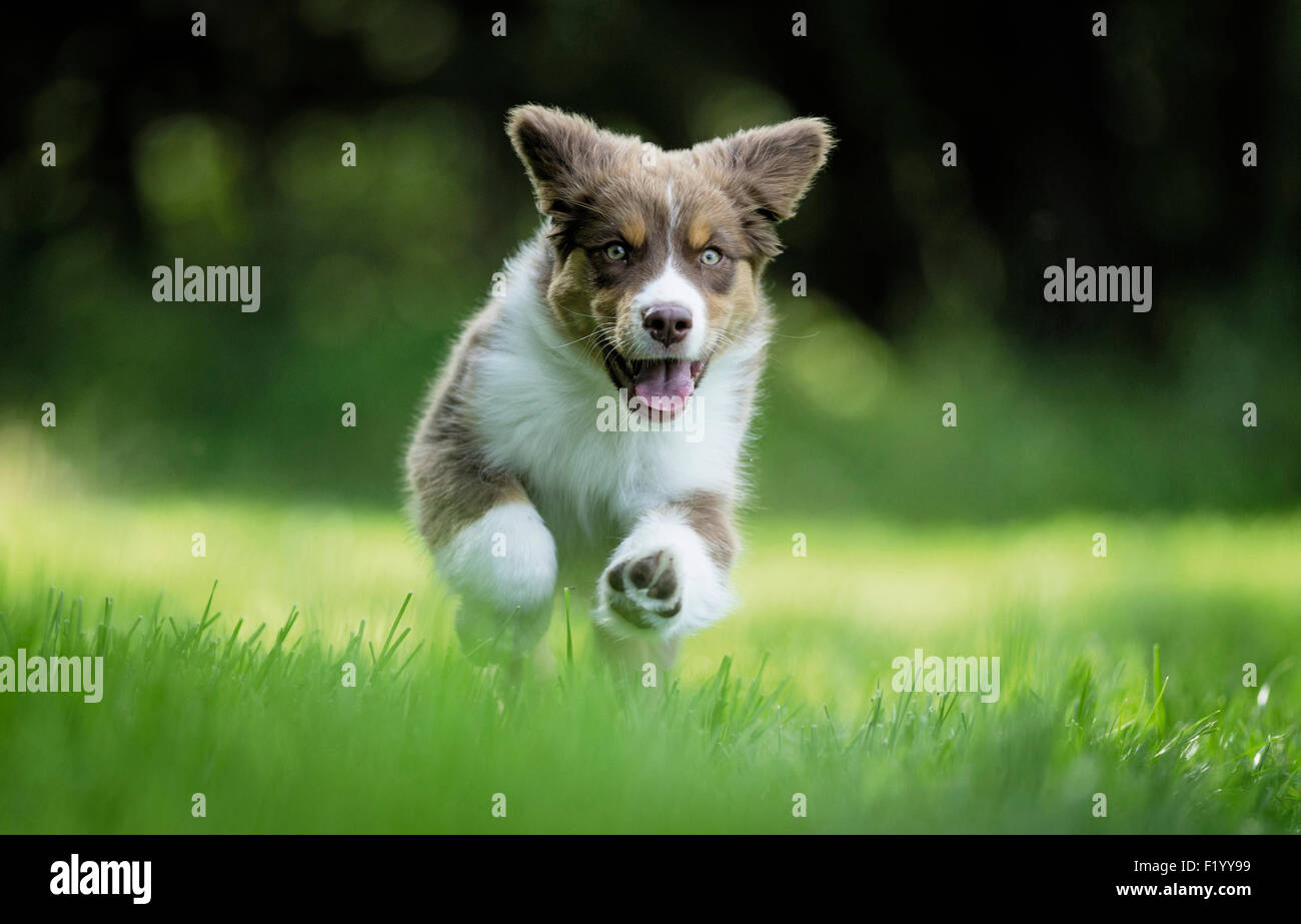 Australian Shepherd Puppy running grass Germany Stock Photo
