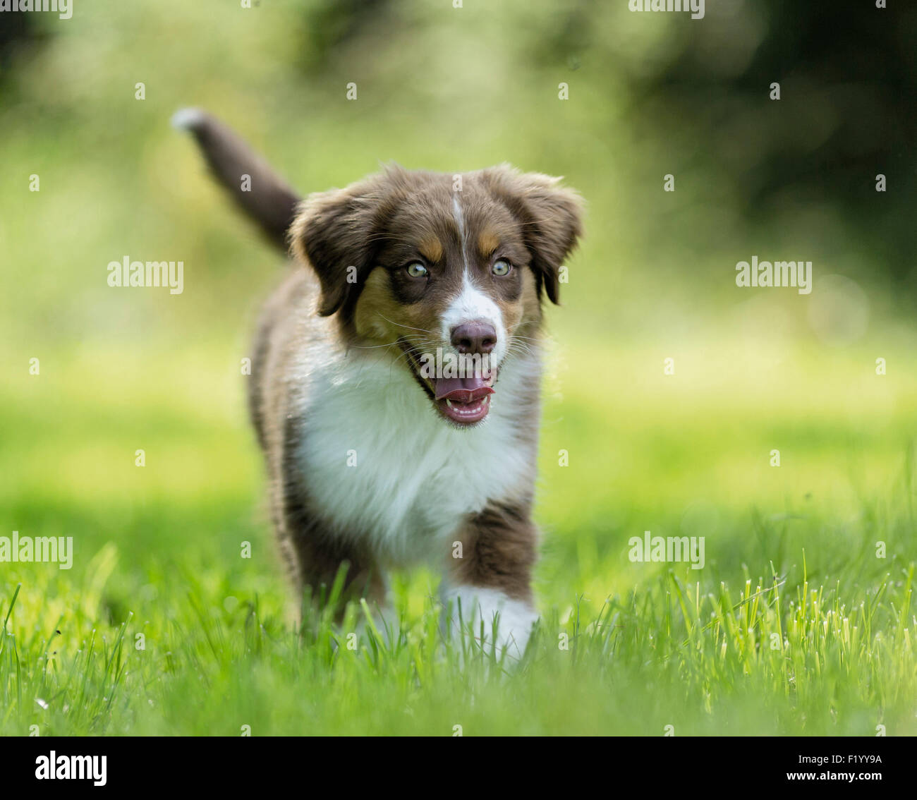 Australian Shepherd Puppy walking grass Germany Stock Photo