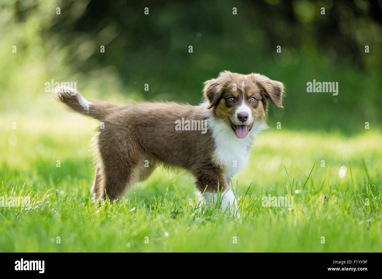 Australian Shepherd Puppy walking grass Germany Stock Photo