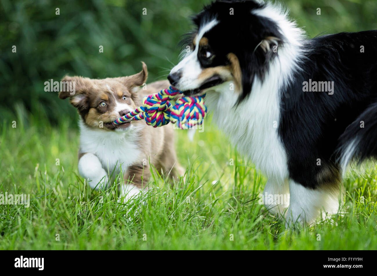 Australian Shepherd Puppy and adult pulling at a multicoloured rope Germany Stock Photo