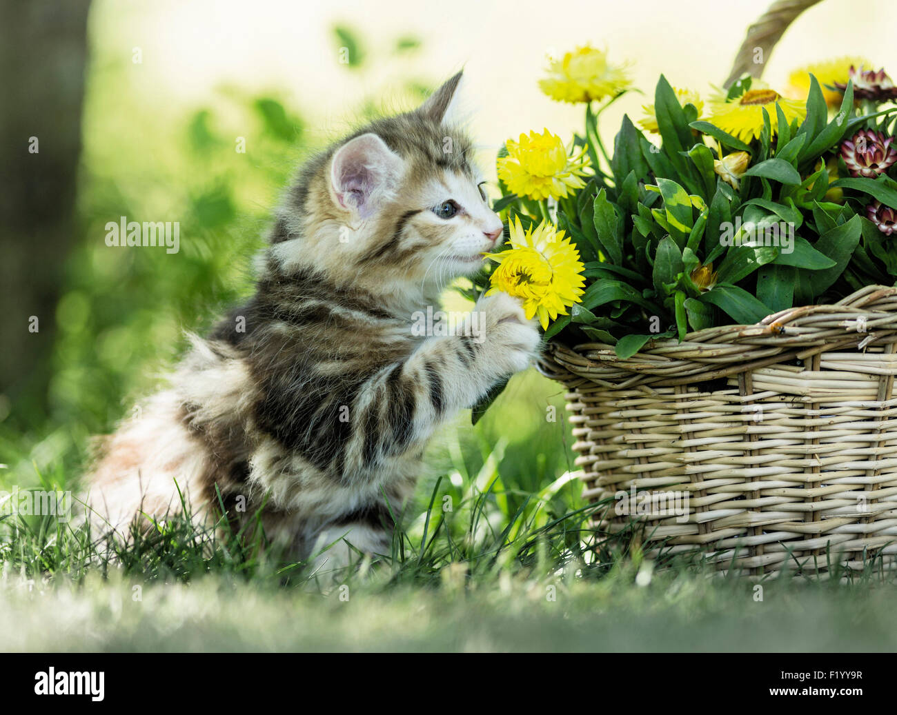 Norwegian Forest Cat Tabby kitten touching gently Straw Daisy basket Germany Stock Photo