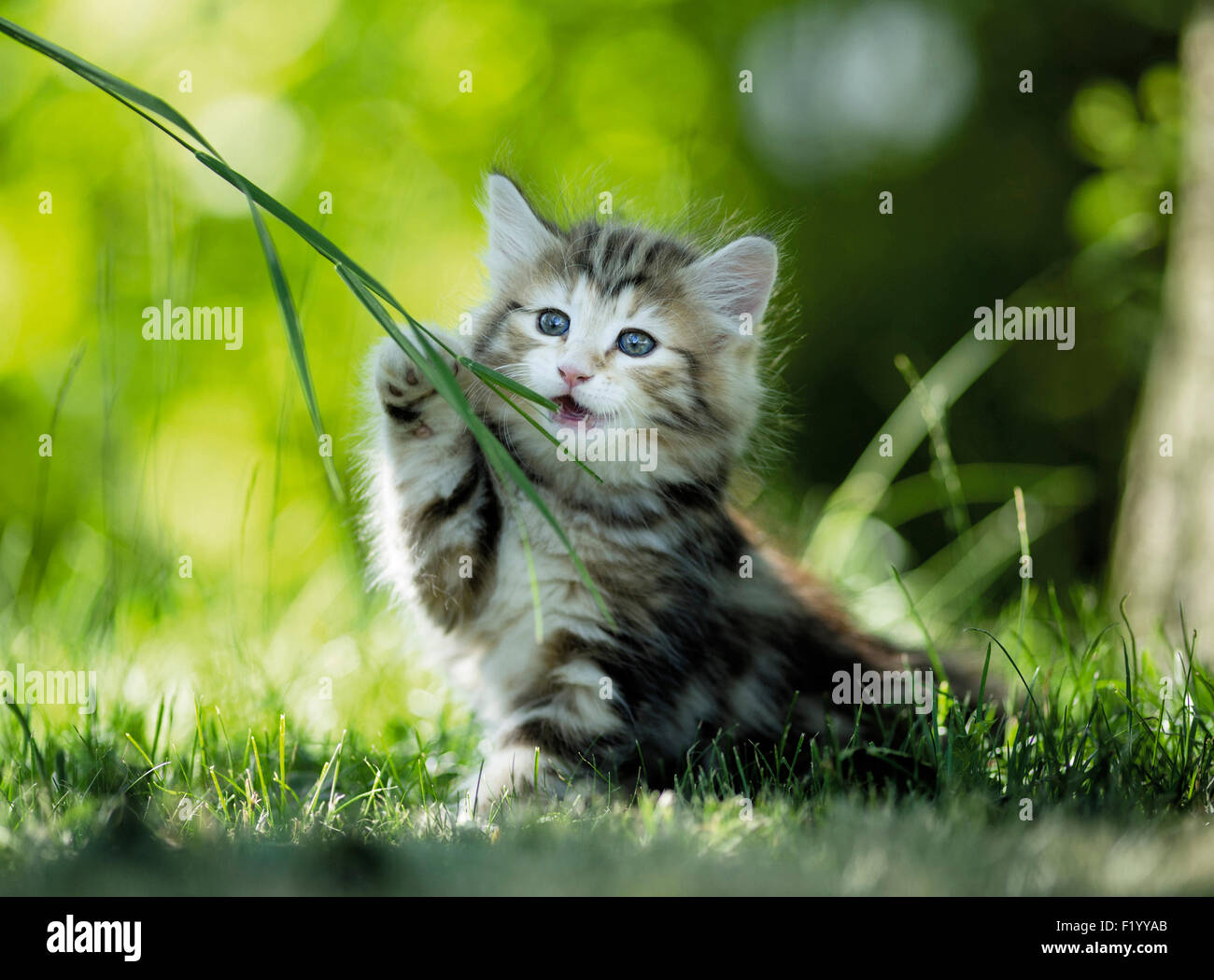 Norwegian Forest Cat Tabby kitten chewing blade of grass Germany Stock Photo