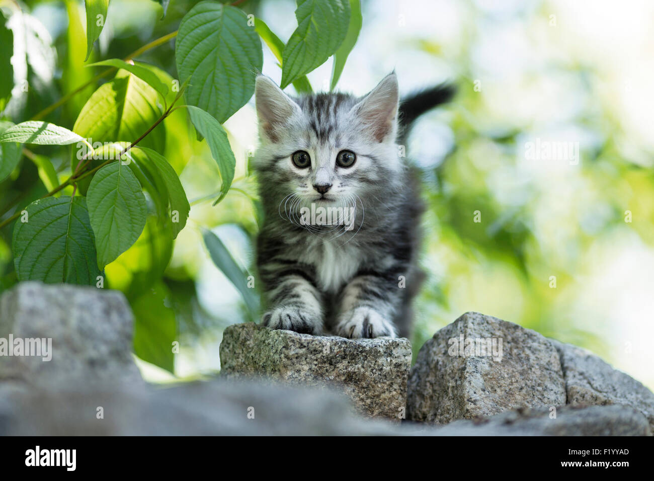 Norwegian Forest Cat Tabby kitten standing paving blocks Germany Stock Photo