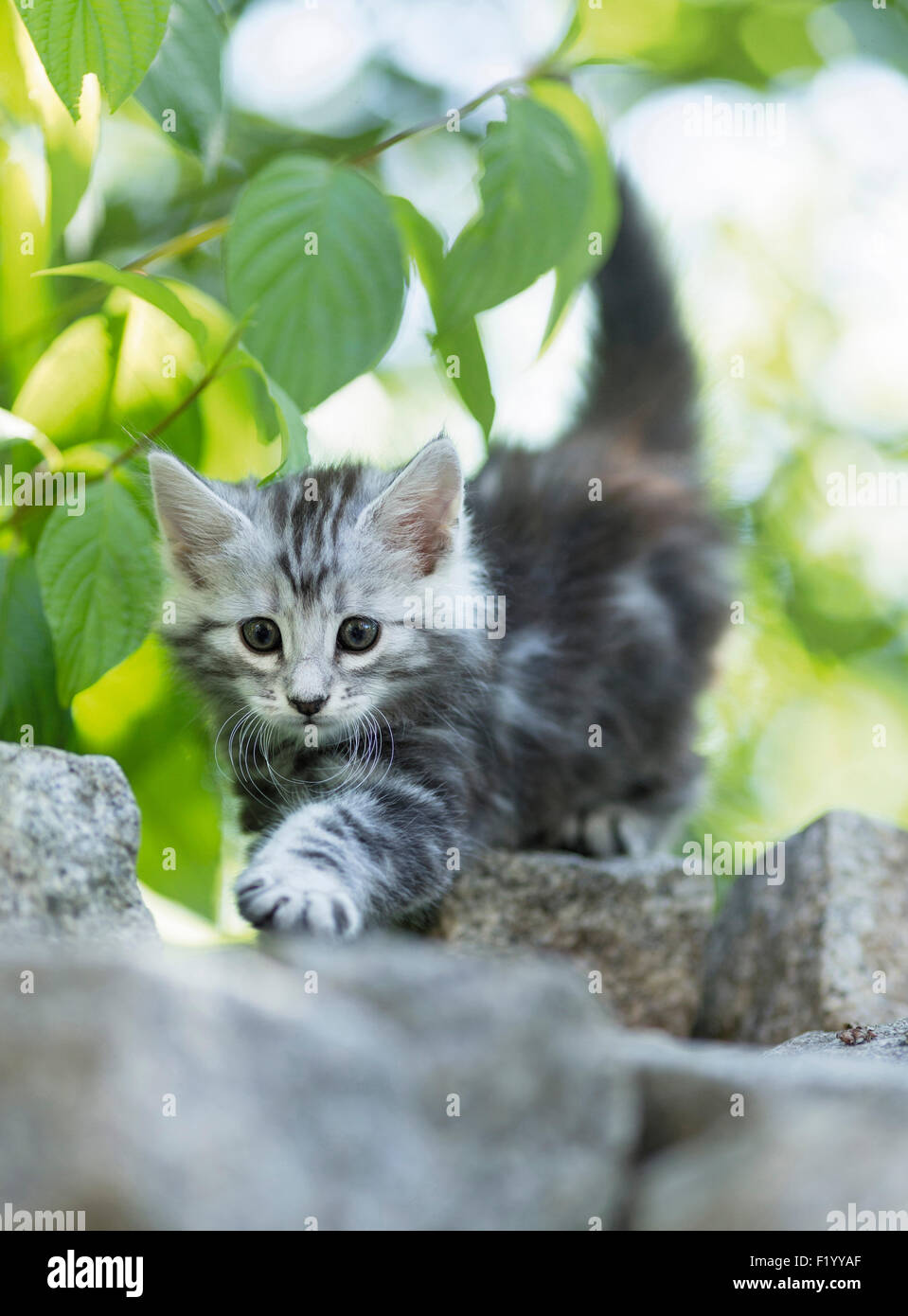 Norwegian Forest Cat Tabby kitten walking paving blocks Germany Stock Photo