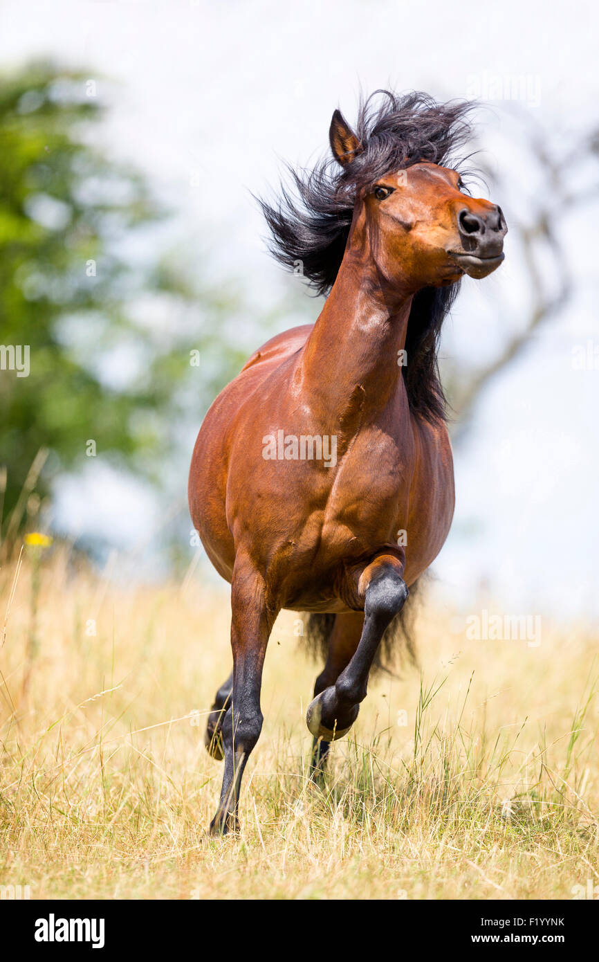 Aegidienberger Bay mare showing off pasture Germany Stock Photo