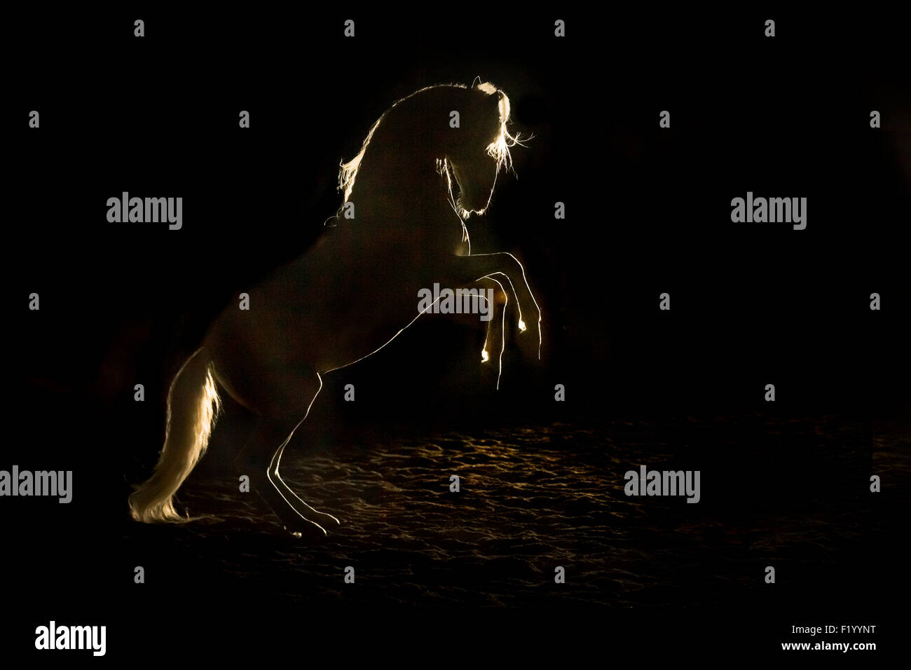 Alter Real Stallion rearing backlight seen against black background Germany Stock Photo