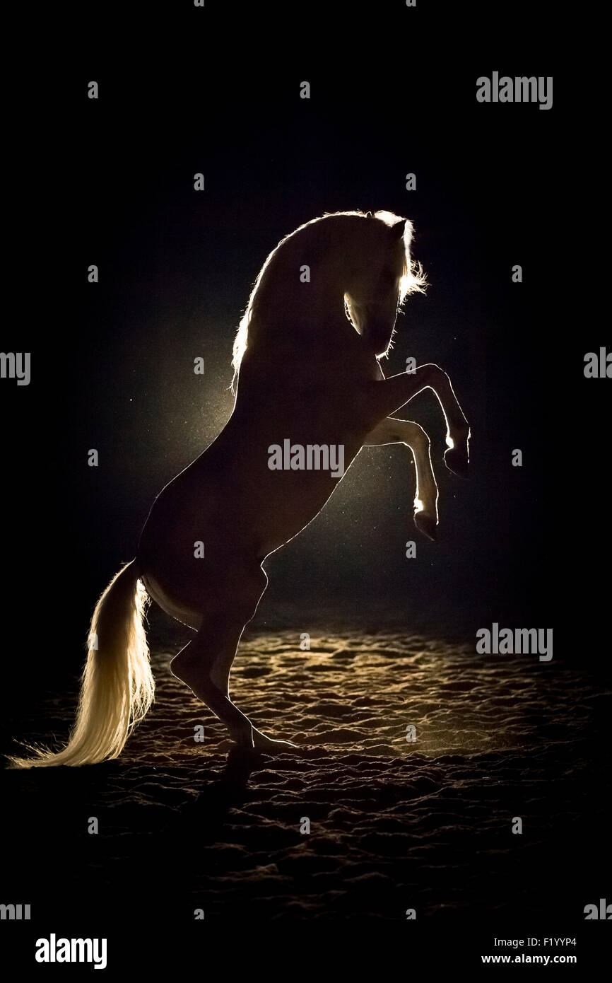 Alter Real Stallion rearing backlight seen against black background Germany Stock Photo