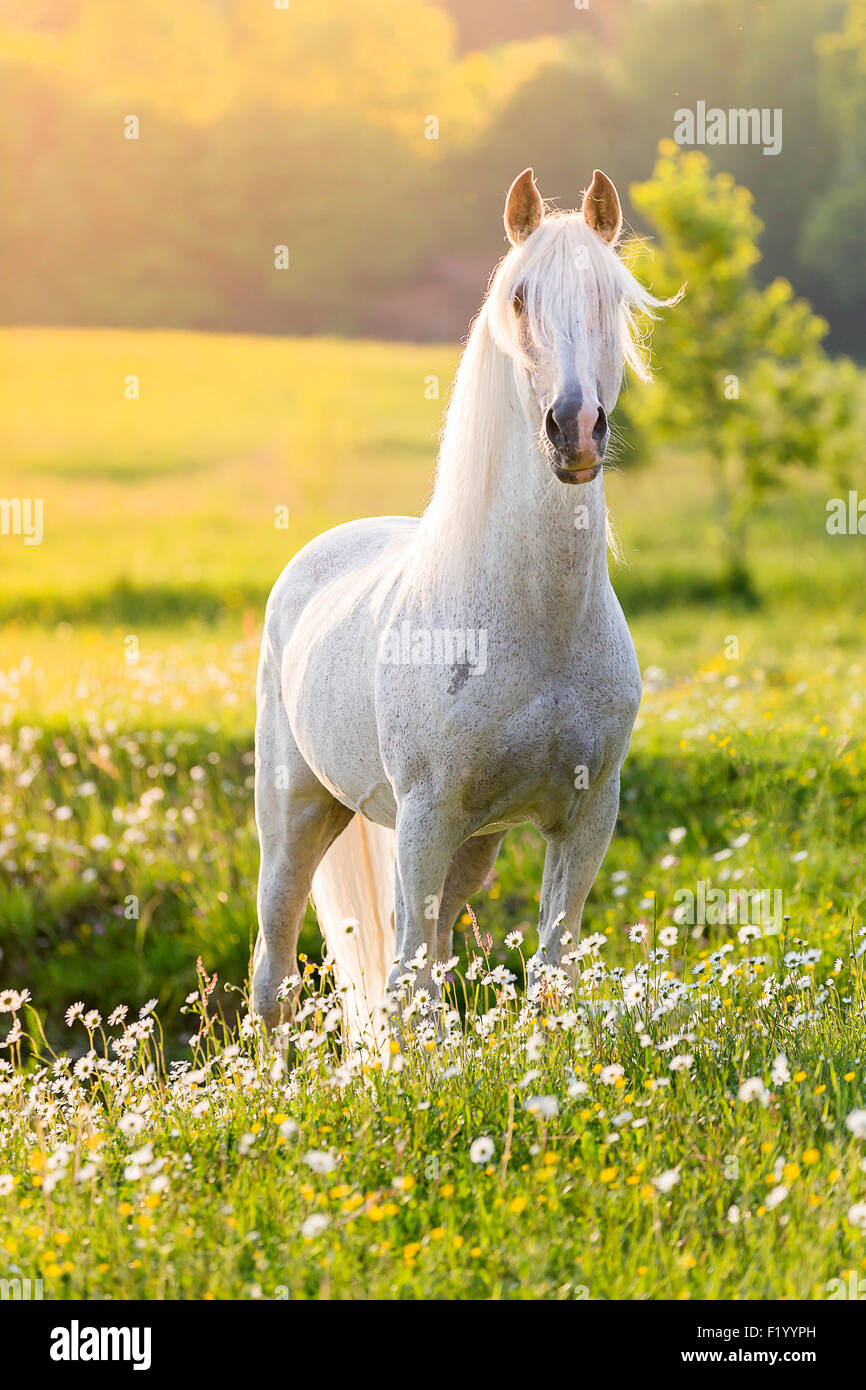 Alter Real Gray stallion standing pasture Germany Stock Photo