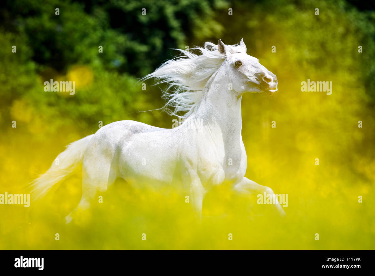 Alter Real Gray stallion galopping pasture Germany Stock Photo