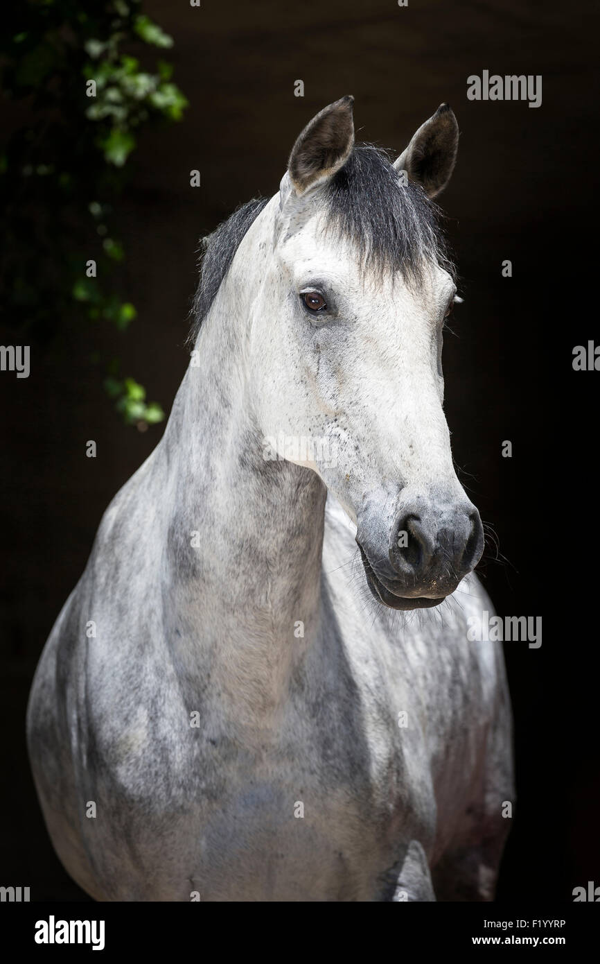 Light Dapple Grey Horse