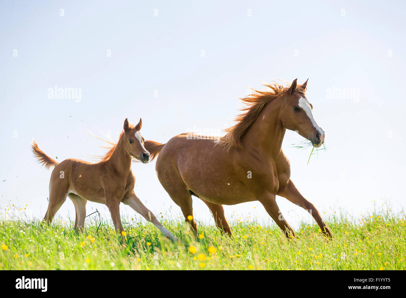 Arabian Horse Chestnut mare foal galloping pasture Austria Stock Photo