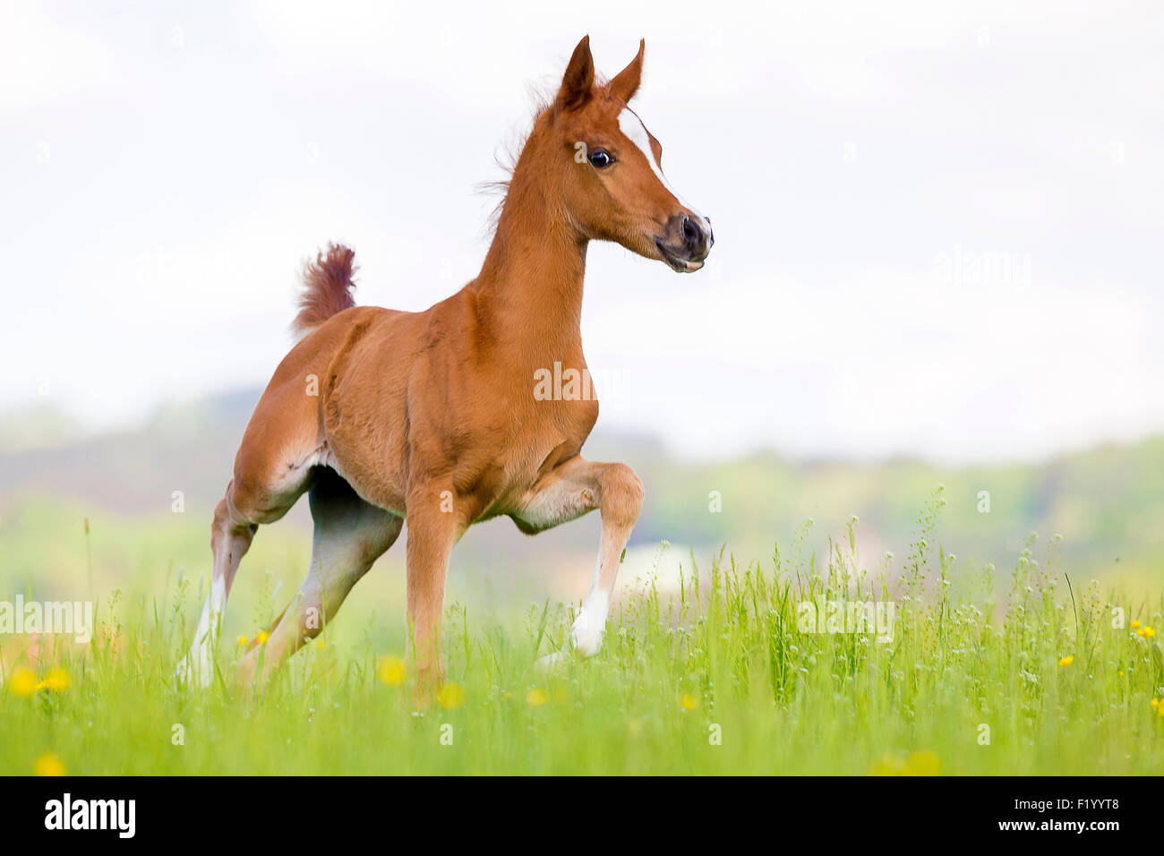 Arabian Horse Chestnut foal trotting pasture Austria Stock Photo
