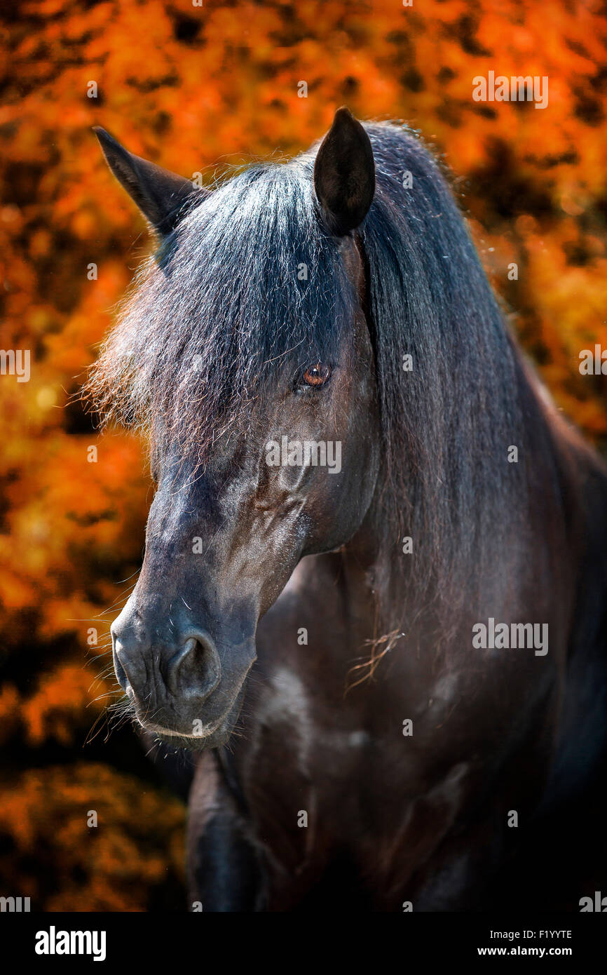 Barb Horse Portrait of black senior Germany Stock Photo