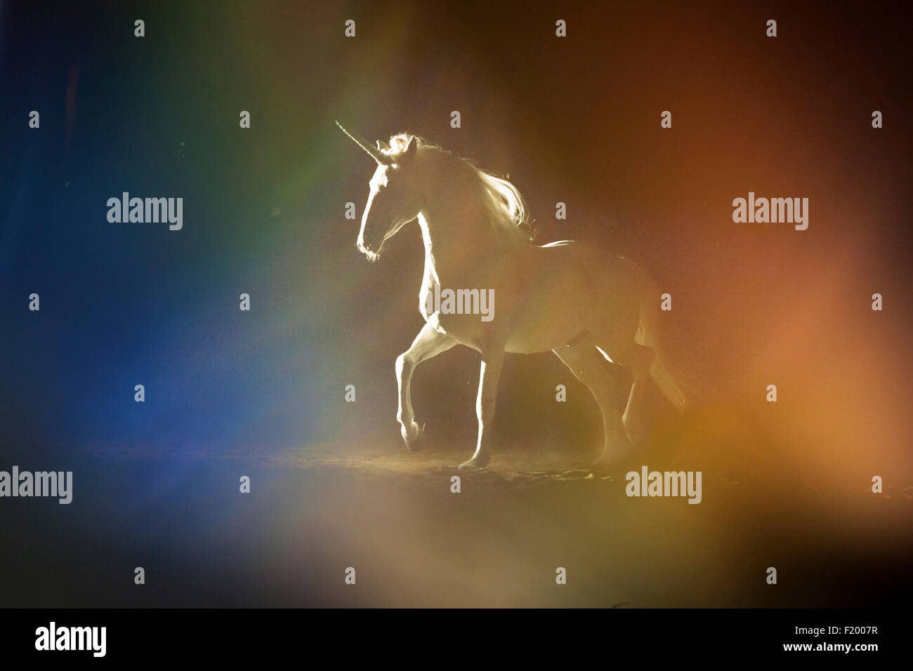 Alter Real Stallion dressed up as an unicorn trotting backlight seen against black background Germany Stock Photo