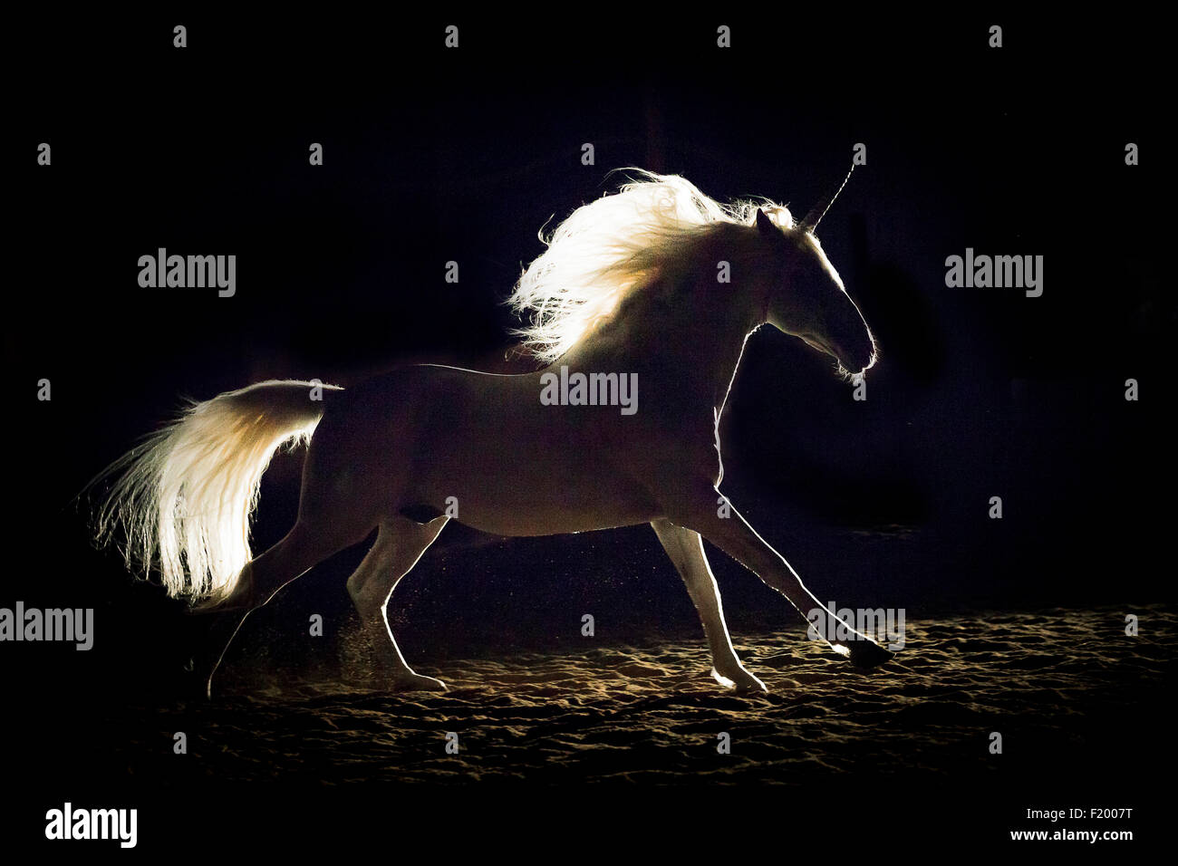 Alter Real Stallion dressed as an unicorn galloping backlight seen against black background Germany Stock Photo