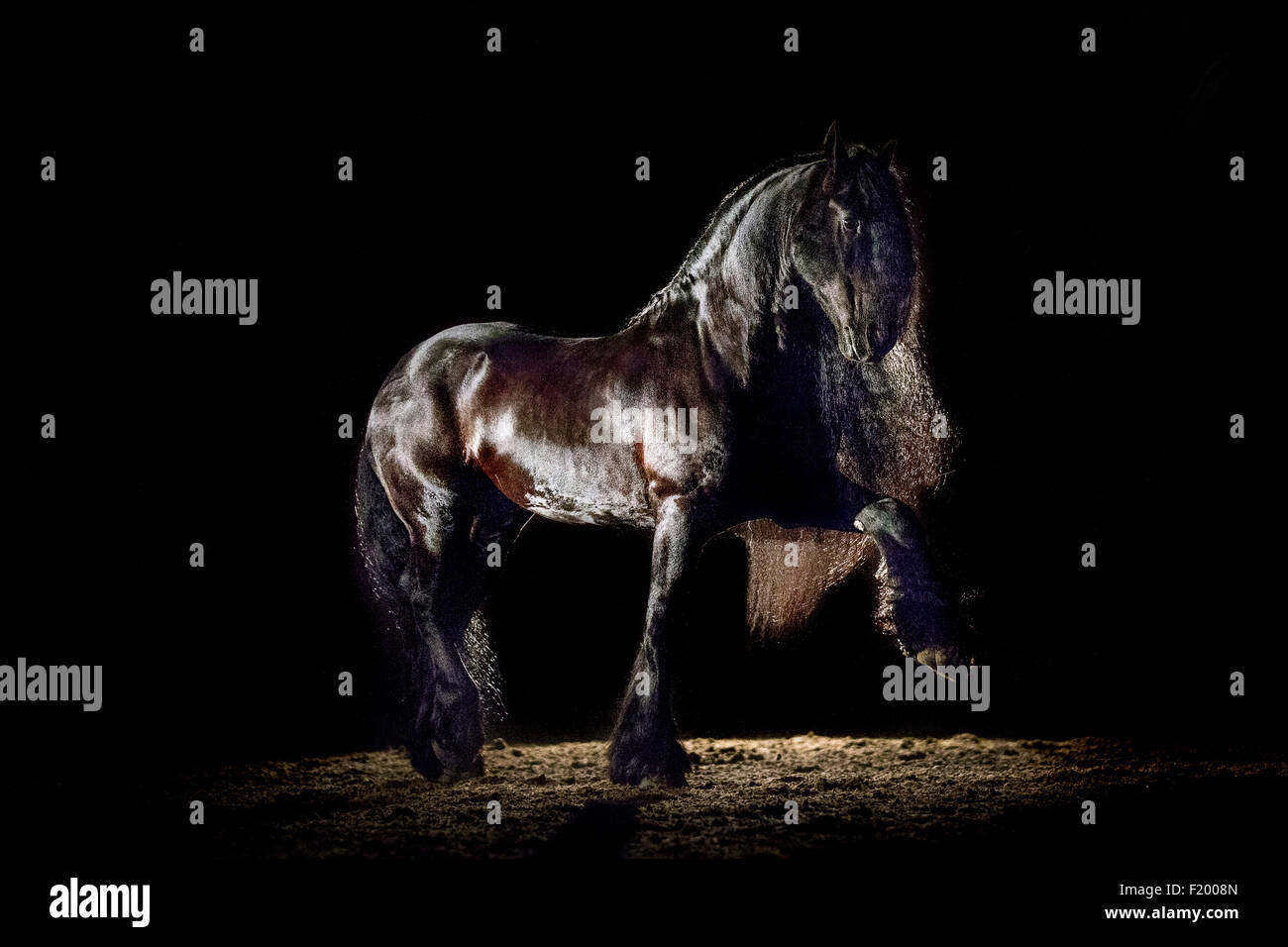 Frisian Horse. Black stallion walking seen against black background. Germany Stock Photo