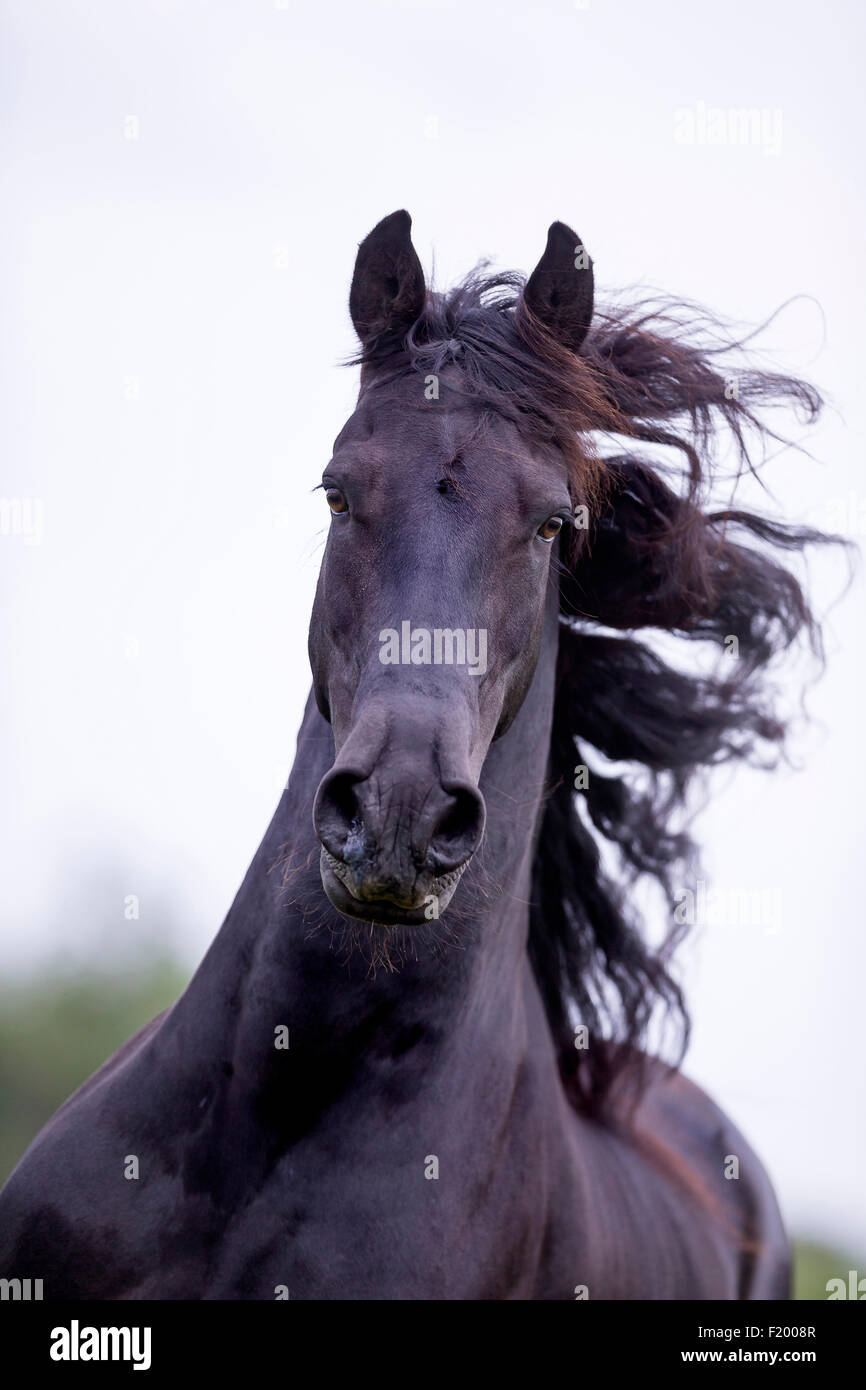 Frisian Horse. Portrait of black gelding with mane flowing. France Stock Photo