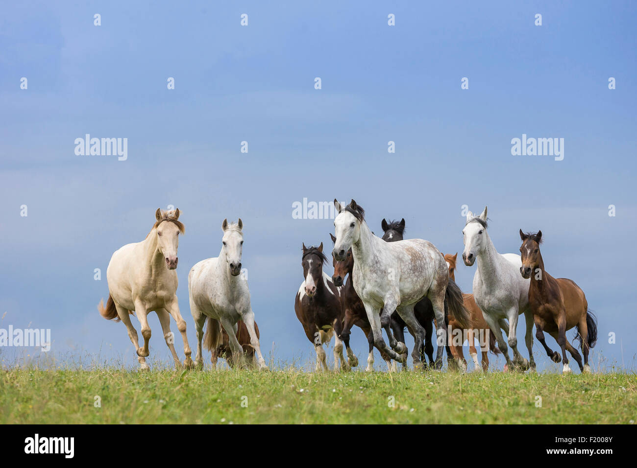 Domestic horse Mixed herd of different breeds galloping pasture Germany Stock Photo