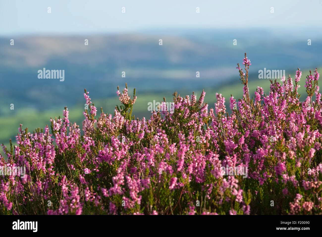Purple heather growing on the Stiperstones, Shropshire Hills, Shropshire, England. Stock Photo
