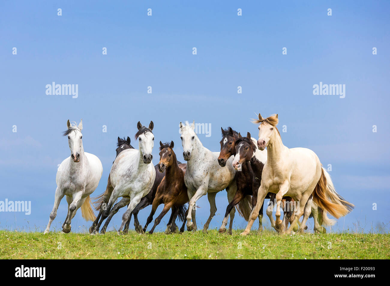 Domestic horse Mixed herd of different breeds galloping pasture Germany Stock Photo