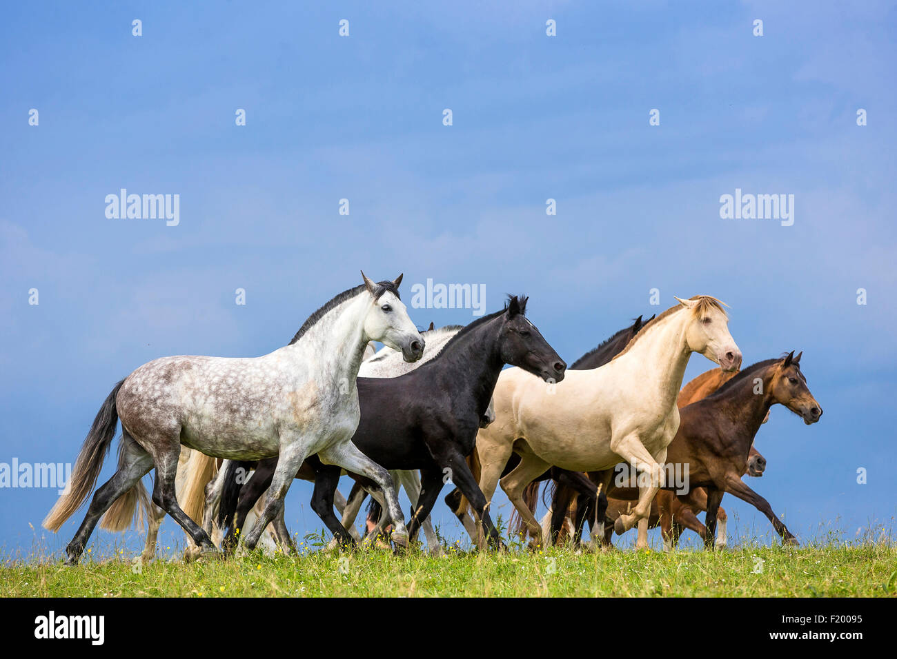 Domestic horse Mixed herd of different breeds trtting pasture Germany Stock Photo