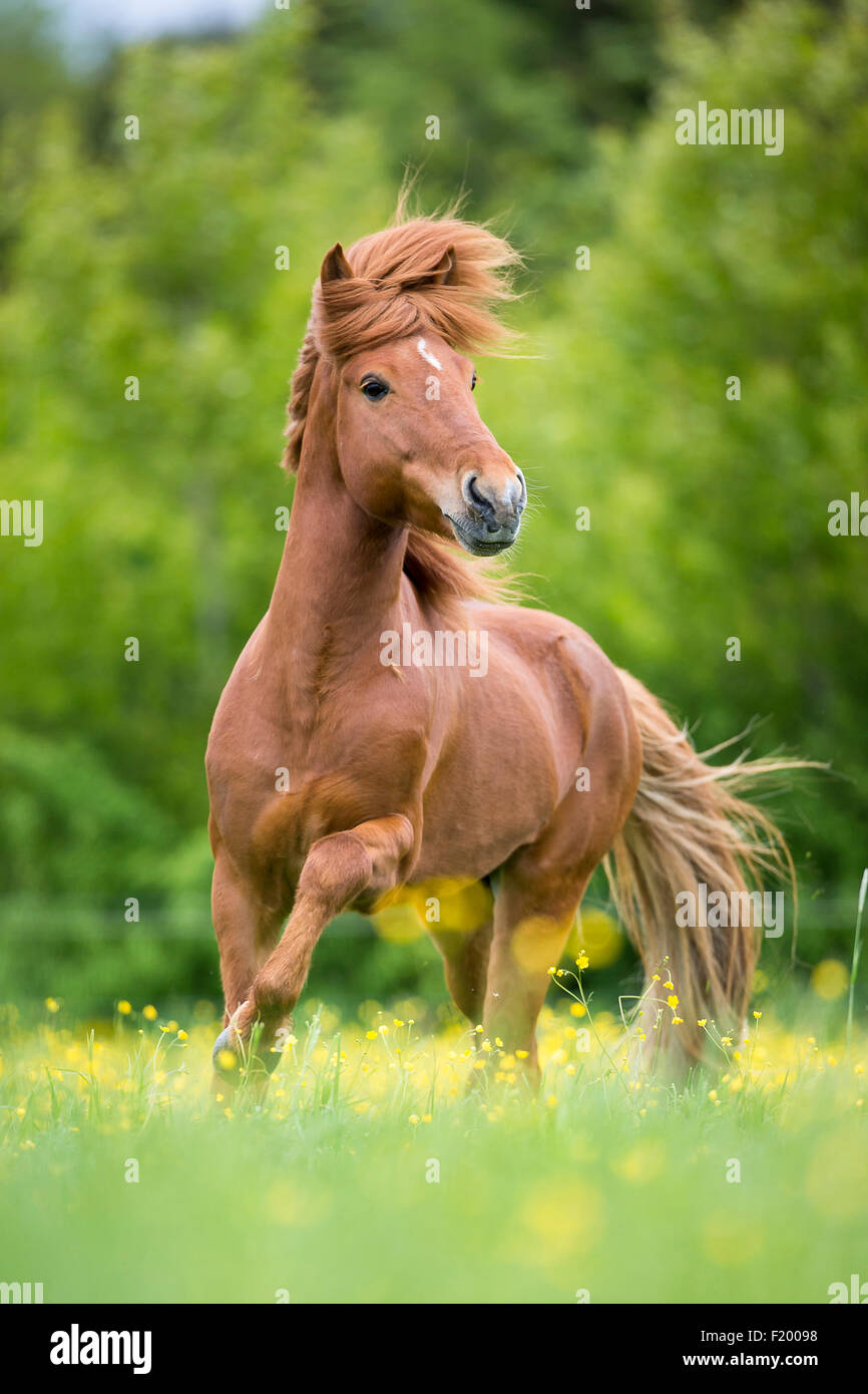Icelandic Horse Chestnut stallion trotting pasture Austria Stock Photo