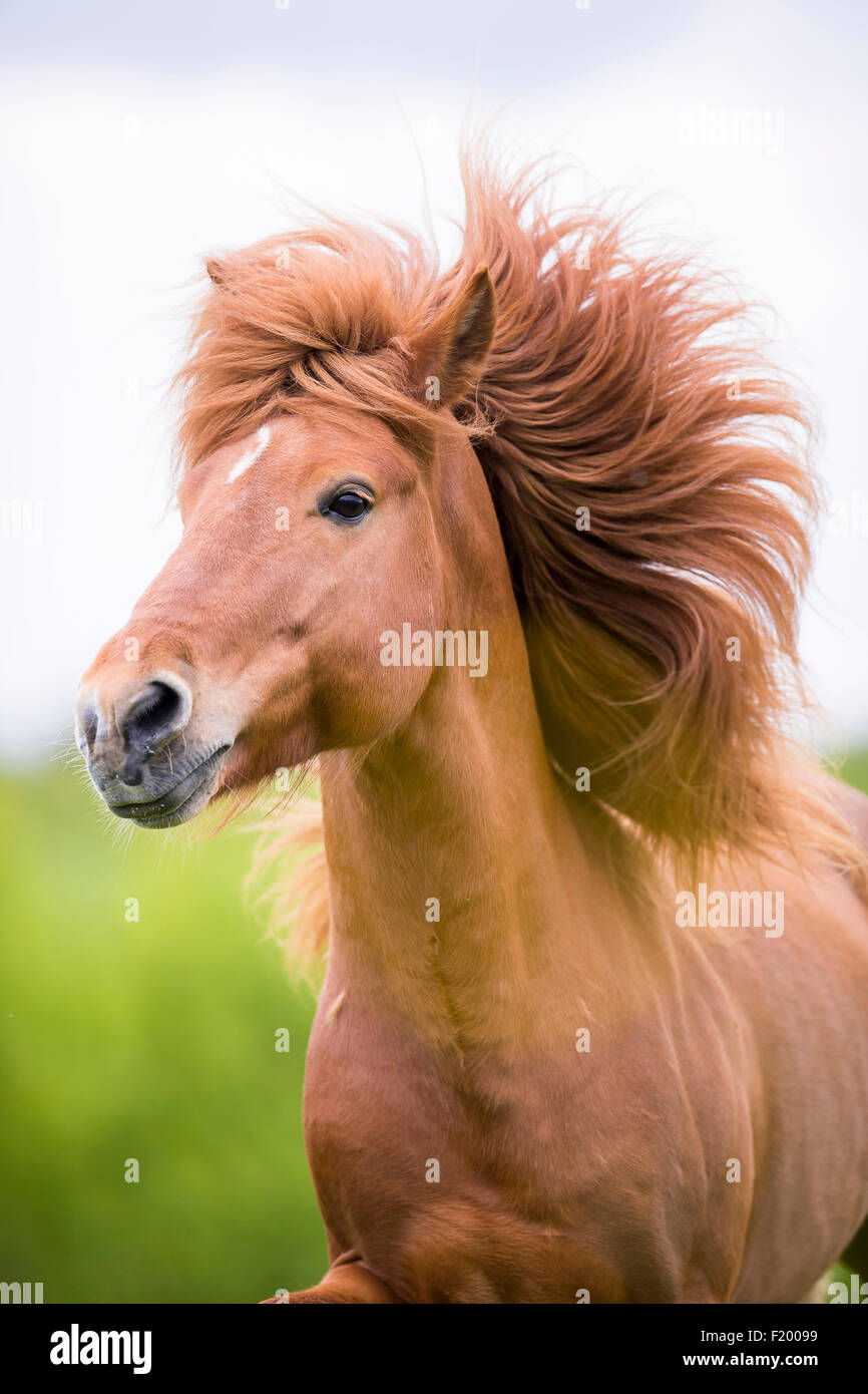 Icelandic Horse Portrait of chestnut stallion mane flowing Austria Stock Photo
