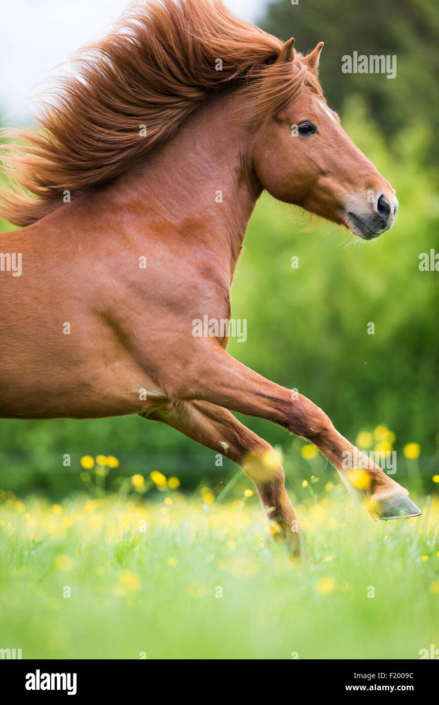 Icelandic Horse Chestnut stallion galloping pasture Austria Stock Photo